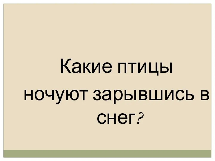 Какие птицы ночуют зарывшись в снег?