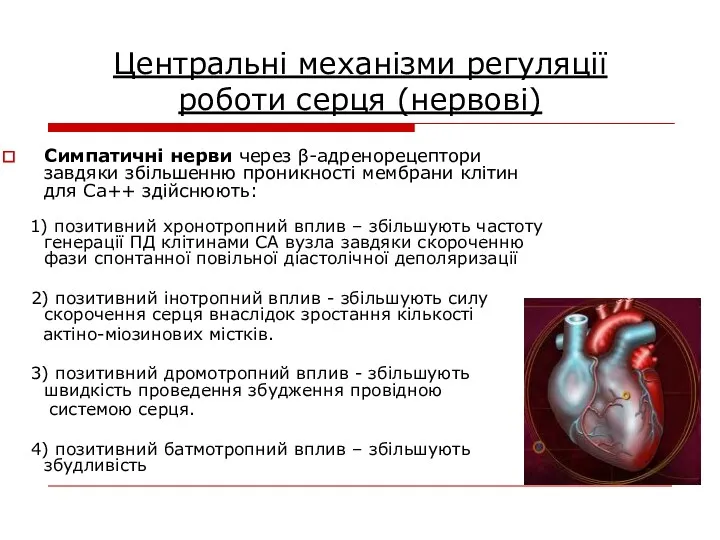 Центральні механізми регуляції роботи серця (нервові) Симпатичні нерви через β-адренорецептори