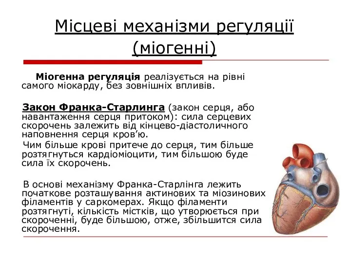 Місцеві механізми регуляції (міогенні) Міогенна регуляція реалізується на рівні самого