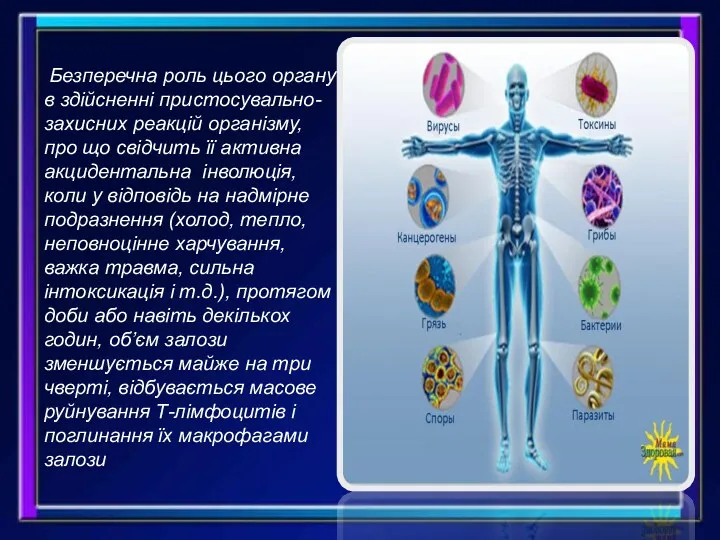 Безперечна роль цього органу в здійсненні пристосувально-захисних реакцій організму, про