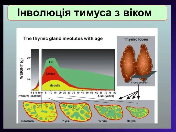 Інволюція тимуса з віком