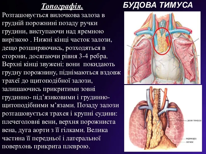 Топографія. Розташовується вилочкова залоза в грудній порожнині позаду ручки грудини,