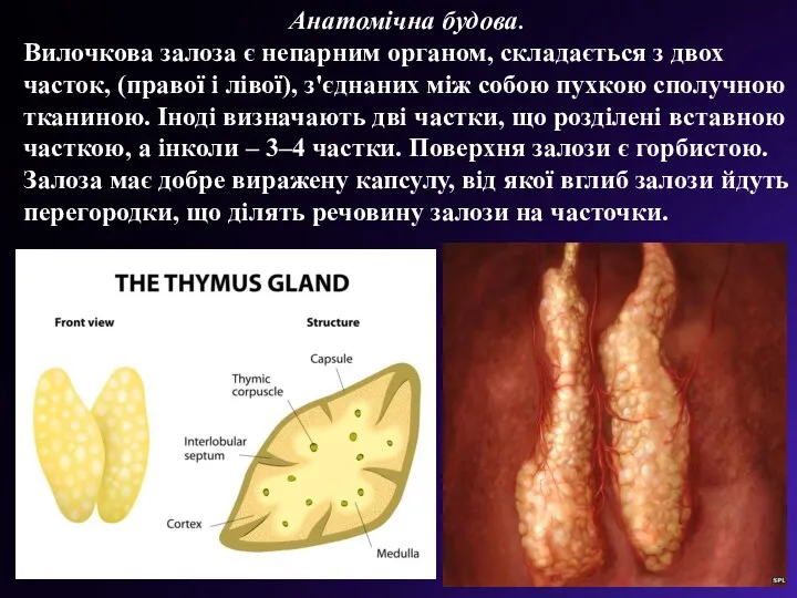 Анатомічна будова. Вилочкова залоза є непарним органом, складається з двох
