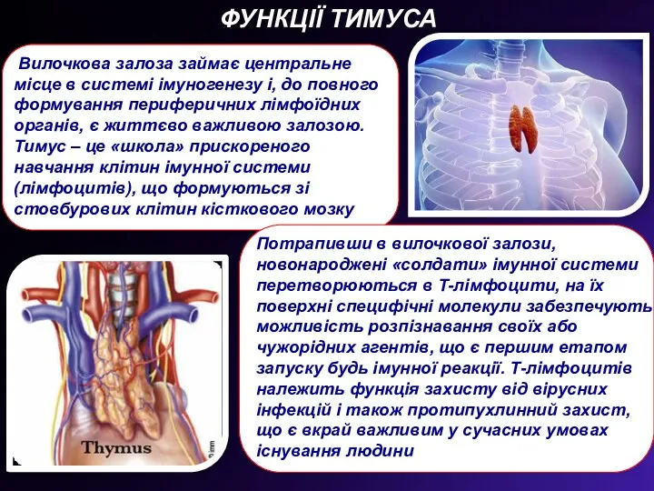 Вилочкова залоза займає центральне місце в системі імуногенезу і, до