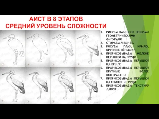 АИСТ В 8 ЭТАПОВ СРЕДНИЙ УРОВЕНЬ СЛОЖНОСТИ РИСУЕМ НАБРОСОК ОБЩИМИ