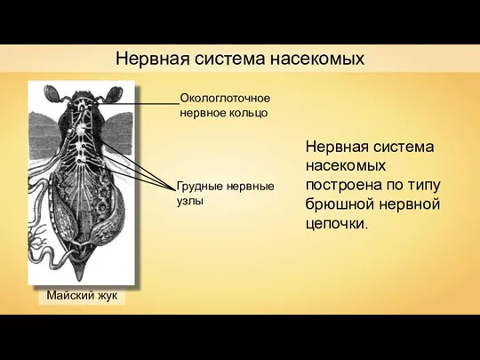 Майский жук Окологлоточное нервное кольцо Грудные нервные узлы Нервная система