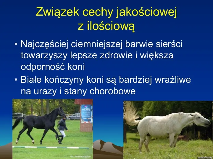 Związek cechy jakościowej z ilościową Najczęściej ciemniejszej barwie sierści towarzyszy