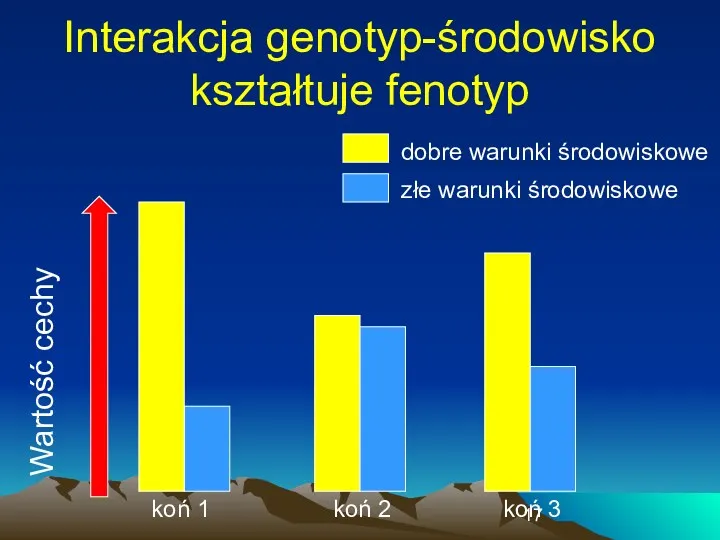 Interakcja genotyp-środowisko kształtuje fenotyp Wartość cechy koń 1 koń 2