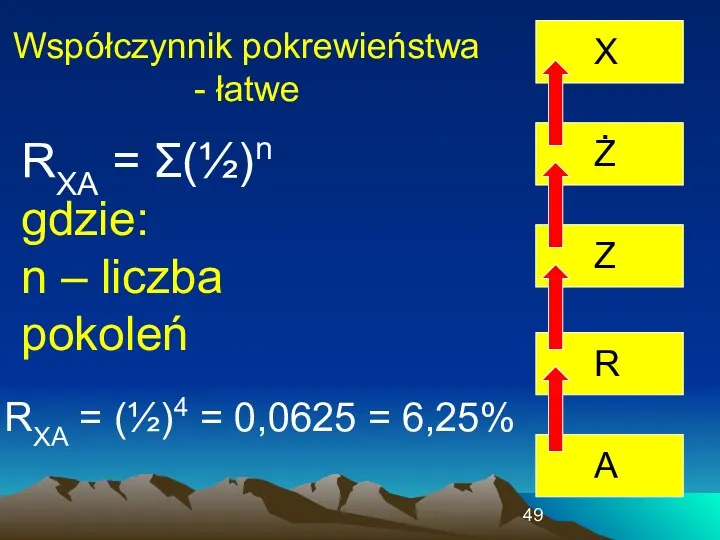 Współczynnik pokrewieństwa - łatwe RXA = Σ(½)n gdzie: n –