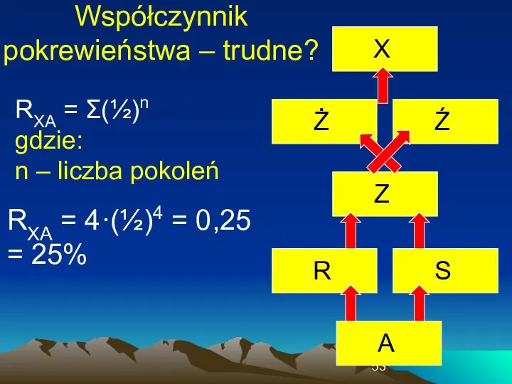 Współczynnik pokrewieństwa – trudne? RXA = Σ(½)n gdzie: n –