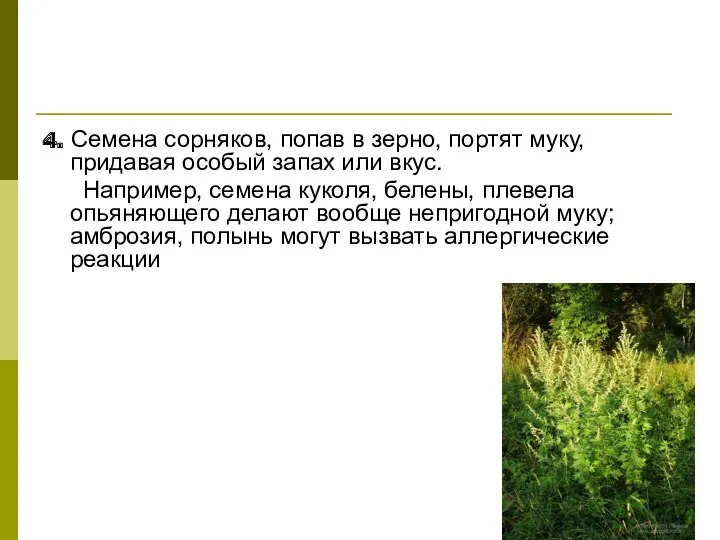 4. Семена сорняков, попав в зерно, портят муку, придавая особый запах или вкус.