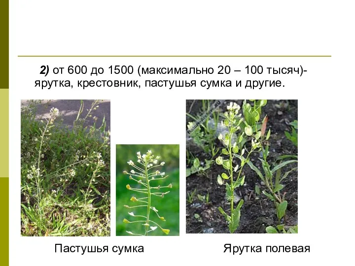 2) от 600 до 1500 (максимально 20 – 100 тысяч)- ярутка, крестовник, пастушья