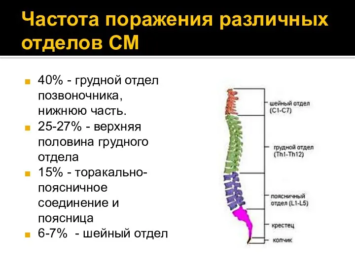 Частота поражения различных отделов СМ 40% - грудной отдел позвоночника,