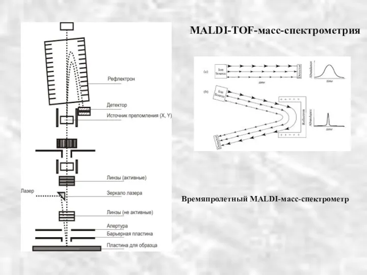MALDI-TOF-масс-спектрометрия Времяпролетный MALDI-масс-спектрометр