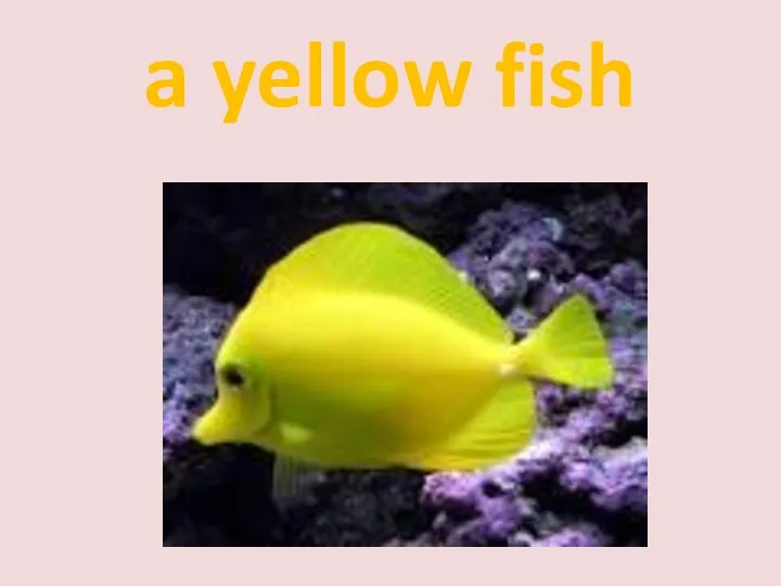 a yellow fish