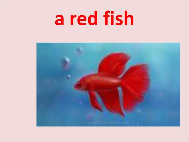 a red fish