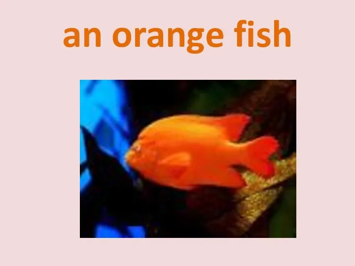 an orange fish