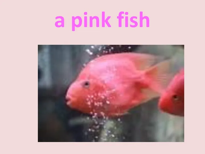 a pink fish