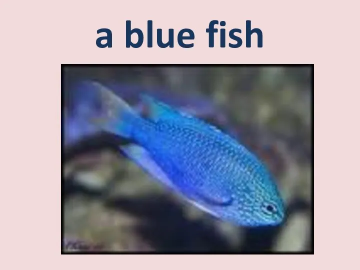 a blue fish