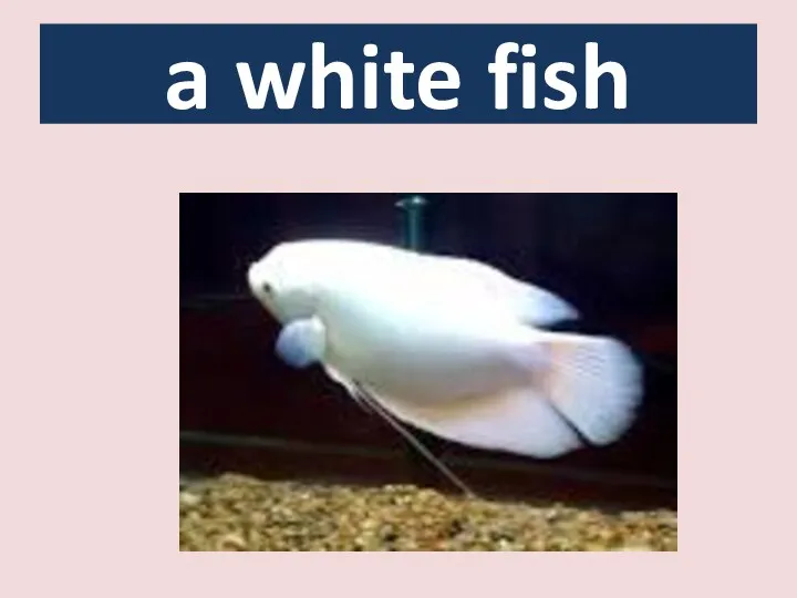 a white fish