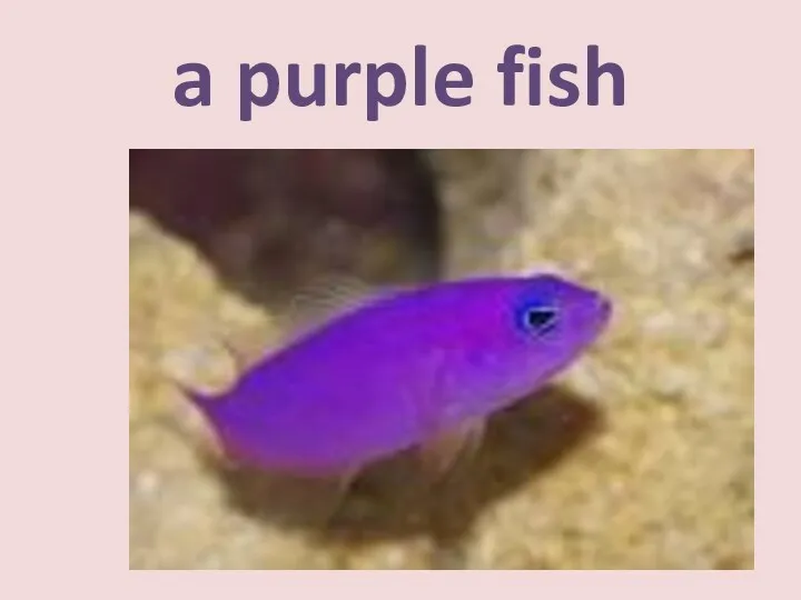 a purple fish