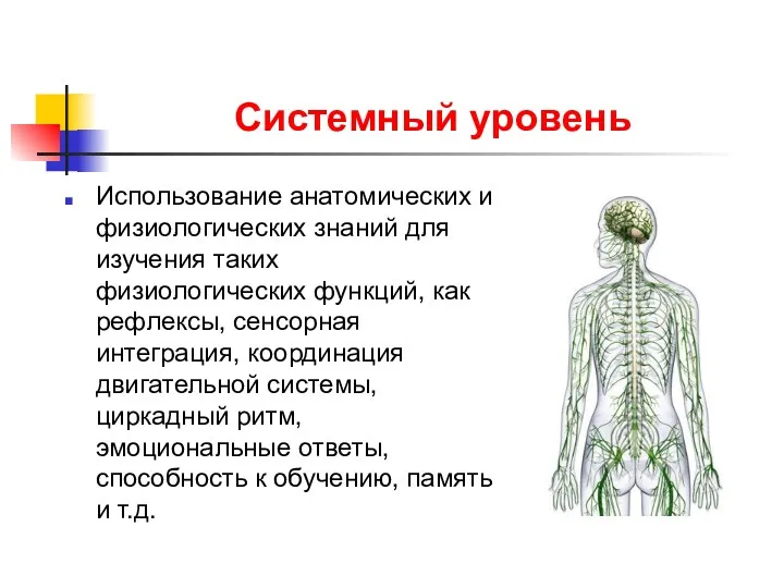 Системный уровень Использование анатомических и физиологических знаний для изучения таких