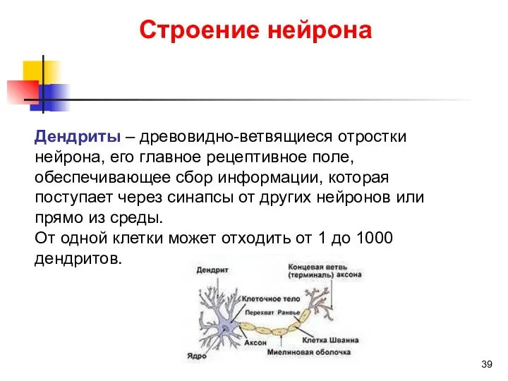 Строение нейрона Дендриты – древовидно-ветвящиеся отростки нейрона, его главное рецептивное