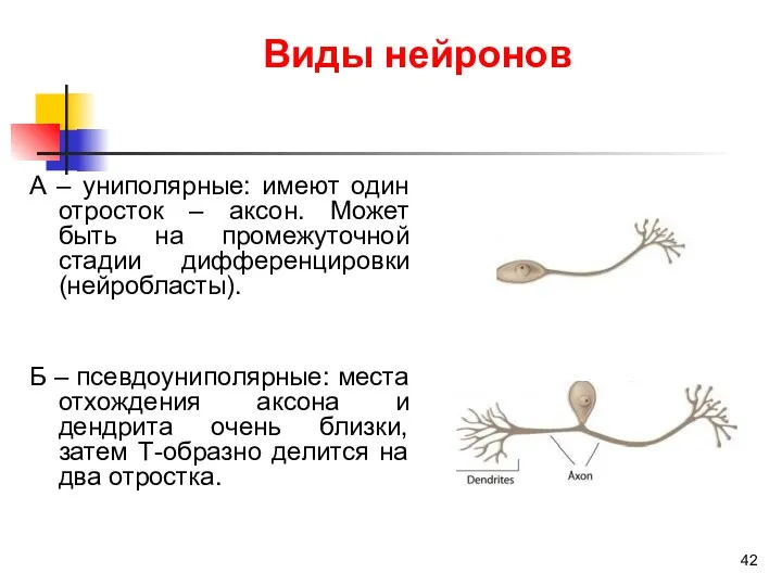 Виды нейронов А – униполярные: имеют один отросток – аксон.