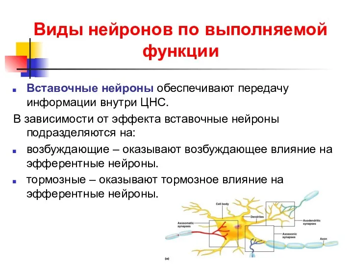 Виды нейронов по выполняемой функции Вставочные нейроны обеспечивают передачу информации