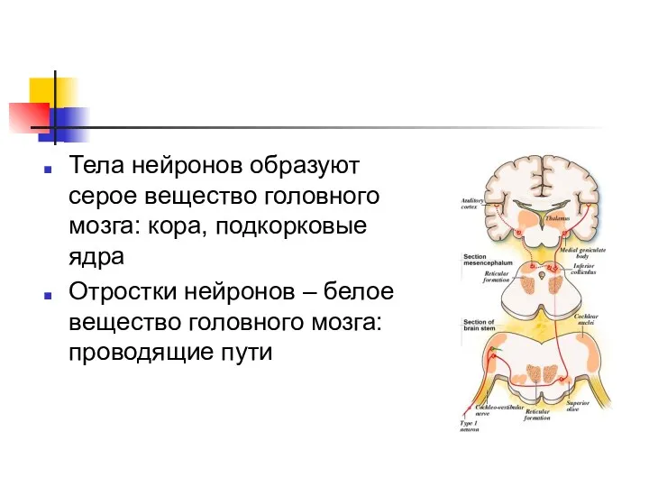 Тела нейронов образуют серое вещество головного мозга: кора, подкорковые ядра