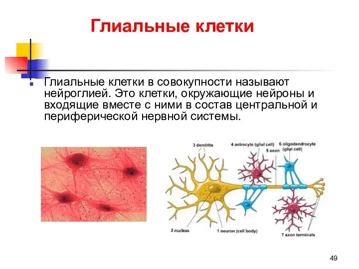 Глиальные клетки Глиальные клетки в совокупности называют нейроглией. Это клетки,