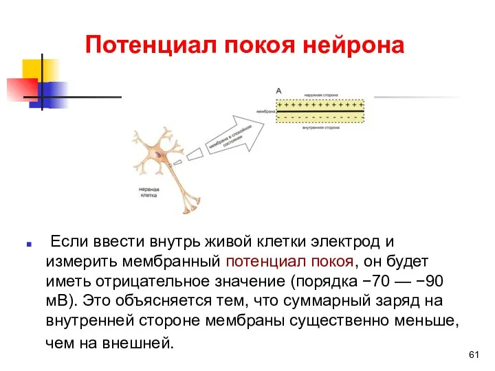 Потенциал покоя нейрона Если ввести внутрь живой клетки электрод и