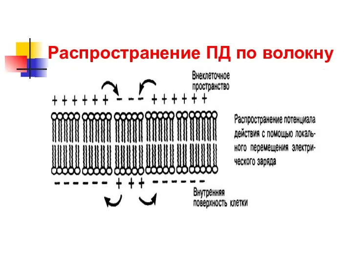 Распространение ПД по волокну