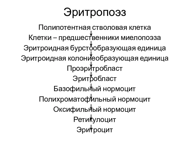 Эритропоэз Полипотентная стволовая клетка Клетки – предшественники миелопоэза Эритроидная бурстообразующая единица Эритроидная колониеобразующая