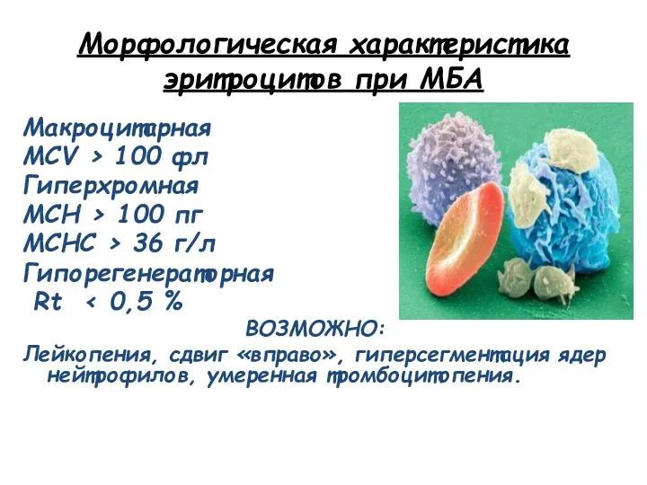 Морфологическая характеристика эритроцитов при МБА Макроцитарная MCV > 100 фл Гиперхромная MCH >