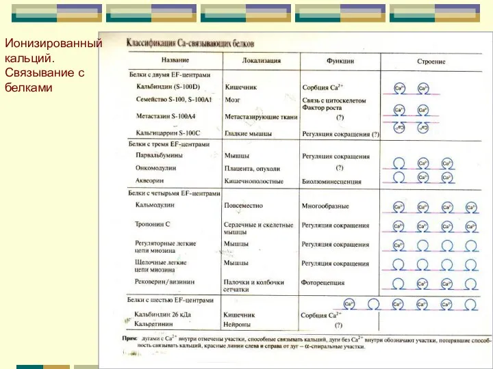 Ионизированный кальций. Связывание с белками