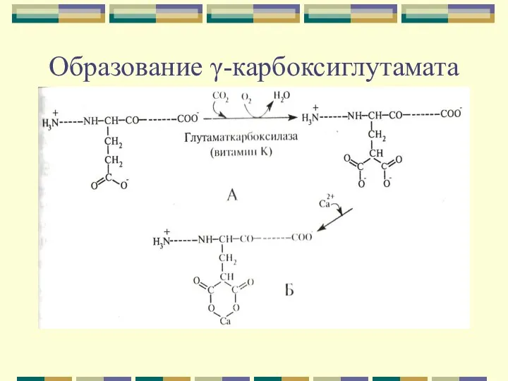 Образование γ-карбоксиглутамата