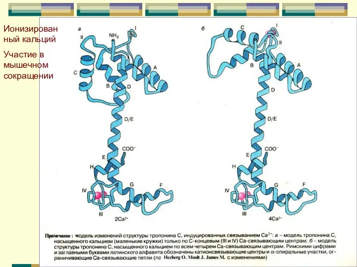Ионизированный кальций Участие в мышечном сокращении