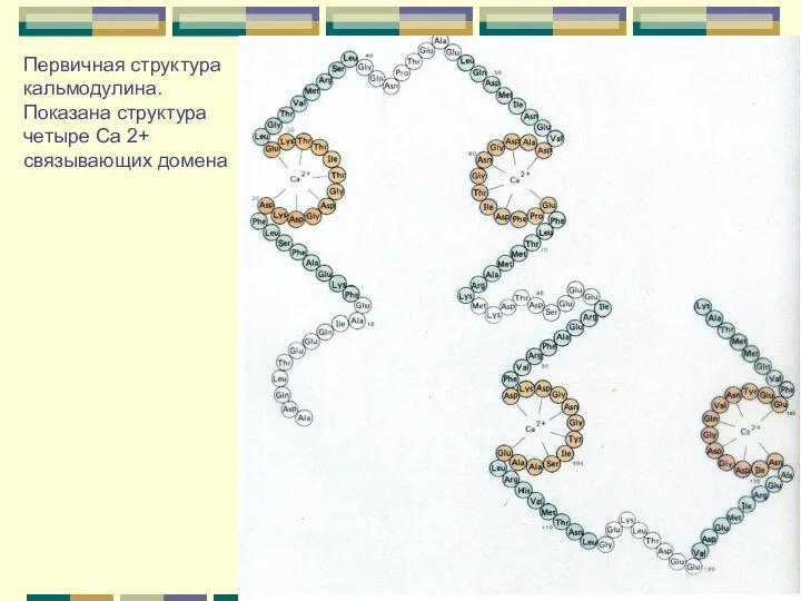 Первичная структура кальмодулина. Показана структура четыре Са 2+ связывающих домена