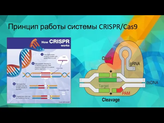 Принцип работы системы CRISPR/Cas9