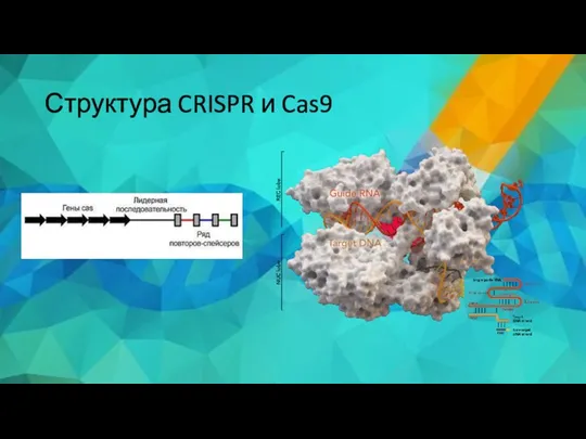 Структура CRISPR и Cas9