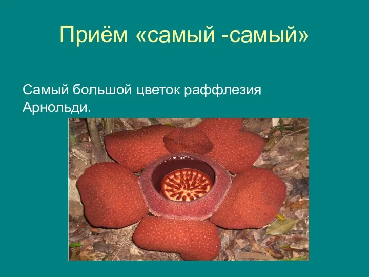 Приём «самый -самый» Самый большой цветок раффлезия Арнольди.