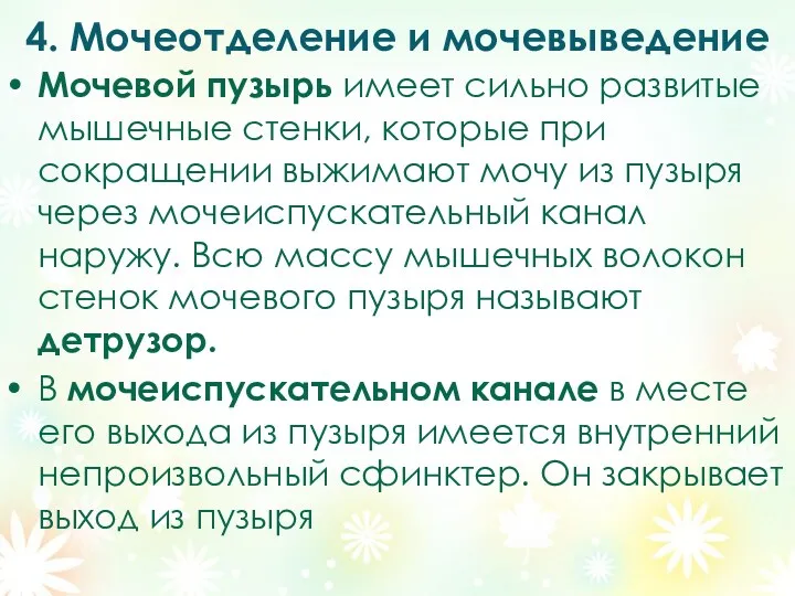 4. Мочеотделение и мочевыведение Мочевой пузырь имеет сильно развитые мышечные стенки, которые при