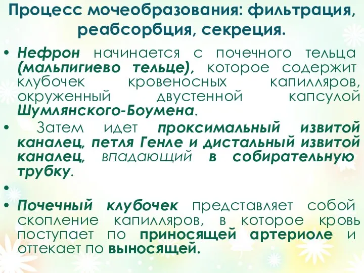 Процесс мочеобразования: фильтрация, реабсорбция, секреция. Нефрон начинается с почечного тельца (мальпигиево тельце), которое