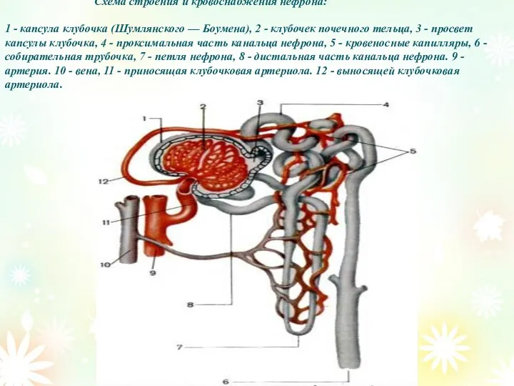 Схема строения и кровоснабжения нефрона: 1 - капсула клубочка (Шумлянского — Боумена), 2