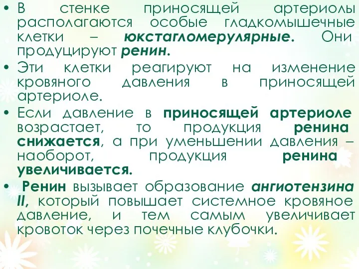 В стенке приносящей артериолы располагаются особые гладкомышечные клетки – юкстагломерулярные.