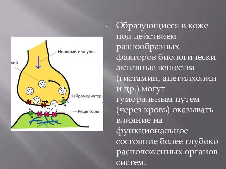 Образующиеся в коже под действием разнообразных факторов биологически активные вещества