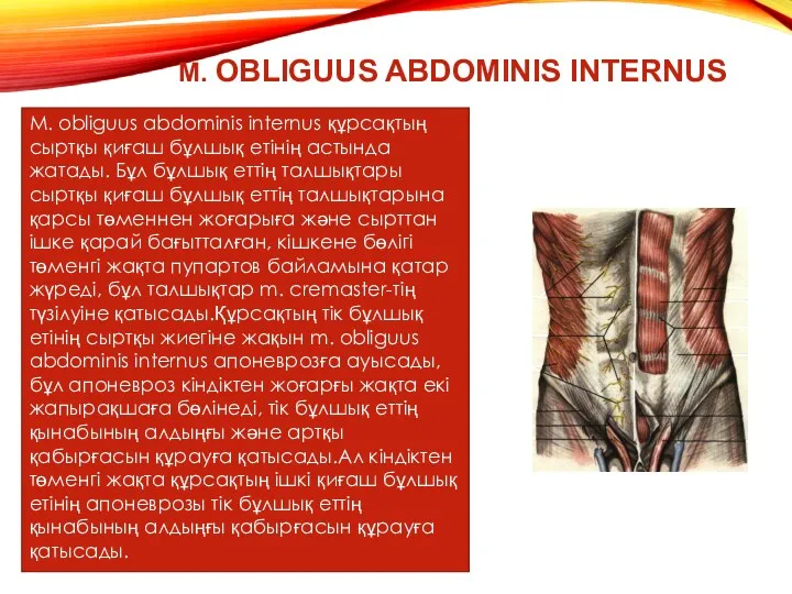 M. obliguus abdominis internus құрсақтың сыртқы қиғаш бұлшық етінің астында