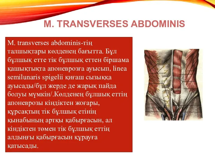 M. transverses abdominis-тің талшықтары көлденең бағытта. Бұл бұлшық етте тік