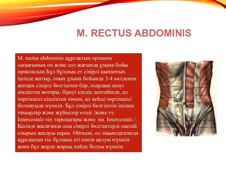 M. rectus abdominis құрсақтың ортаңғы сызығының оң және сол жағында